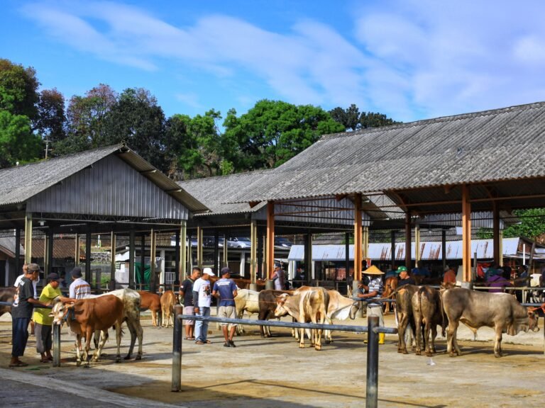 Cattle being traded at an outdoor market in Ambarawa, Central Java, with buyers and sellers interacting.
